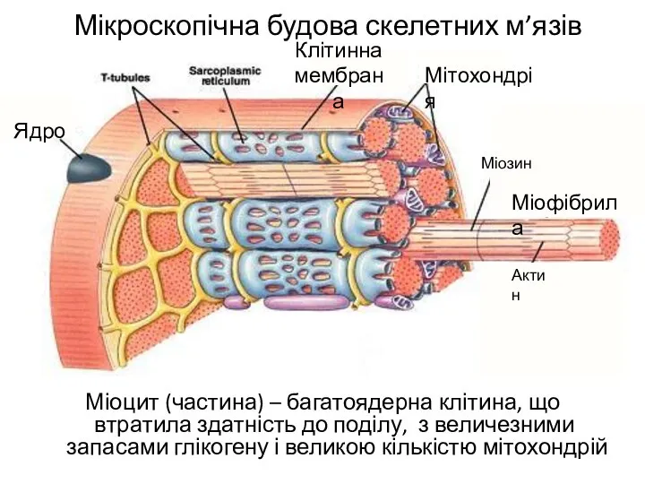 Мікроскопічна будова скелетних м’язів Міоцит (частина) – багатоядерна клітина, що втратила здатність