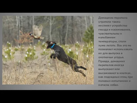 Домашние перепела утратили также инстинкт устройства гнезда и насиживания, чувствительны к колебаниям