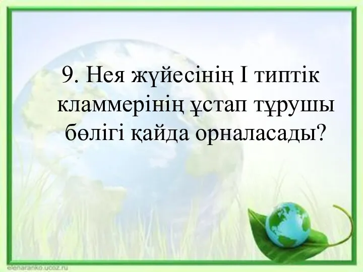 9. Нея жүйесінің I типтік кламмерінің ұстап тұрушы бөлігі қайда орналасады?