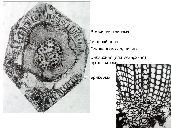 Вторичная ксилема Листовой след Смешанная сердцевина Эндархная (или мезархная) протоксилема Перидерма