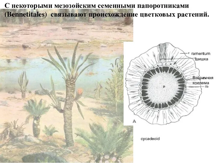 С некоторыми мезозойским семенными папоротниками (Bennetitales) связывают происхождение цветковых растений. Вторичная ксилема шишка ramentum cycadeoid