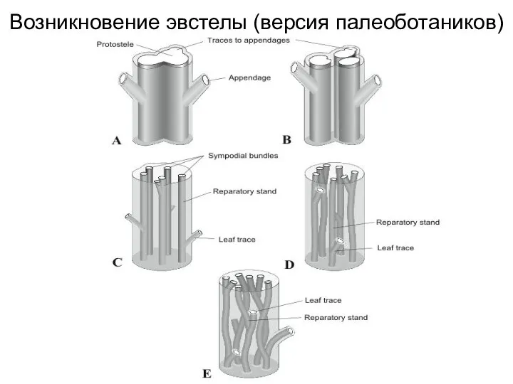 Возникновение эвстелы (версия палеоботаников)