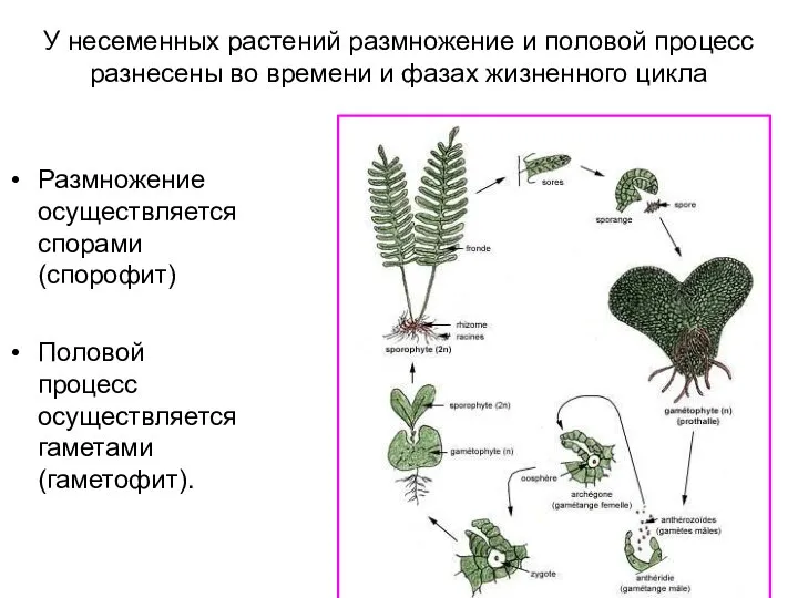 У несеменных растений размножение и половой процесс разнесены во времени и фазах