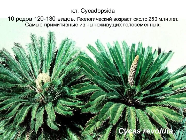 кл. Сycadopsida 10 родов 120-130 видов. Геологический возраст около 250 млн лет.