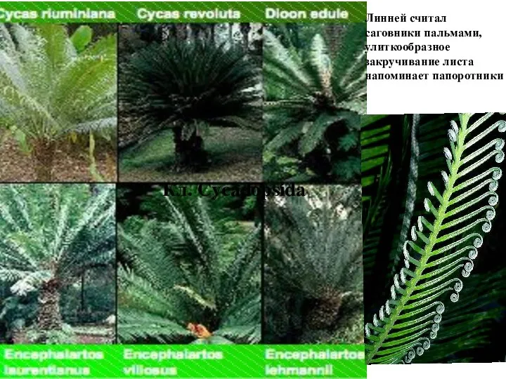 Кл. Cycadopsida Линней считал саговники пальмами, улиткообразное закручивание листа напоминает папоротники
