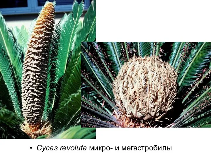 Cycas revoluta микро- и мегастробилы