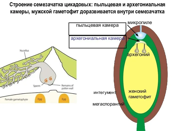 женский гаметофит мегаспорангий архегоний интегумент микропиле Строение семезачатка цикадовых: пыльцевая и архегониальная