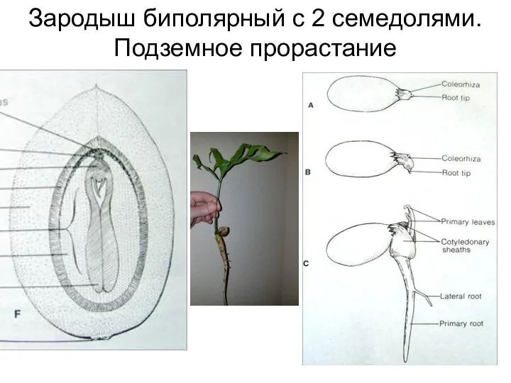 Зародыш биполярный с 2 семедолями. Подземное прорастание