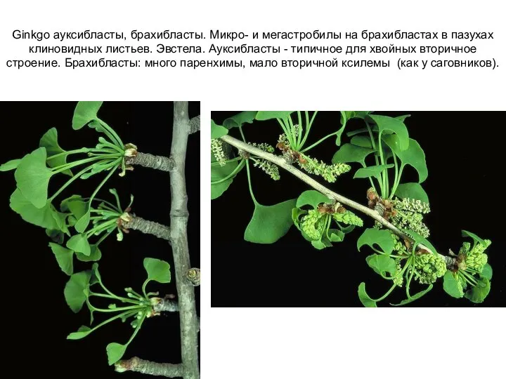 Ginkgo ауксибласты, брахибласты. Микро- и мегастробилы на брахибластах в пазухах клиновидных листьев.