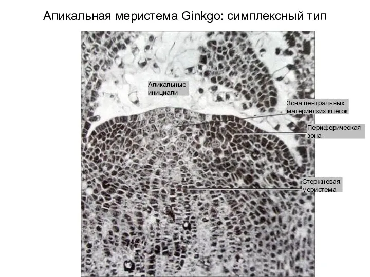 Апикальная меристема Ginkgo: симплексный тип Апикальные инициали Зона центральных материнских клеток Периферическая зона Стержневая меристема