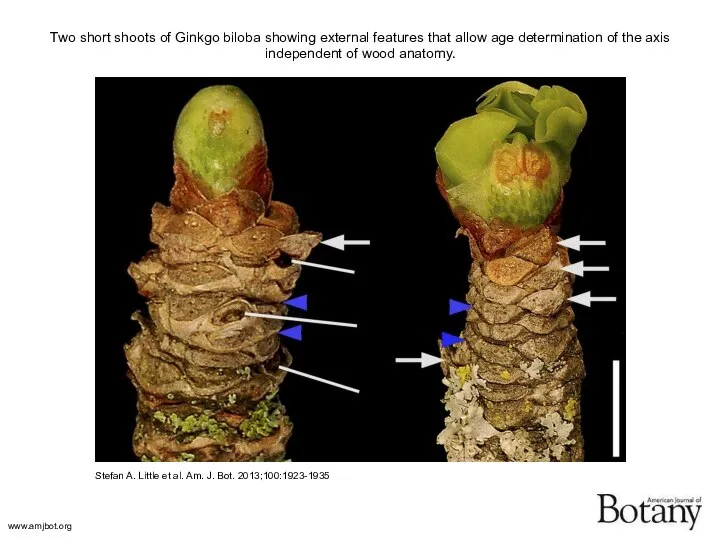 Two short shoots of Ginkgo biloba showing external features that allow age