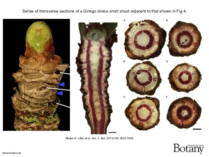 Series of transverse sections of a Ginkgo biloba short shoot adjacent to