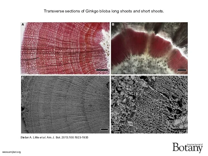 Transverse sections of Ginkgo biloba long shoots and short shoots. Stefan A.