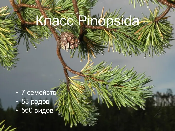 Класс Pinopsida 7 семейств 55 родов 560 видов