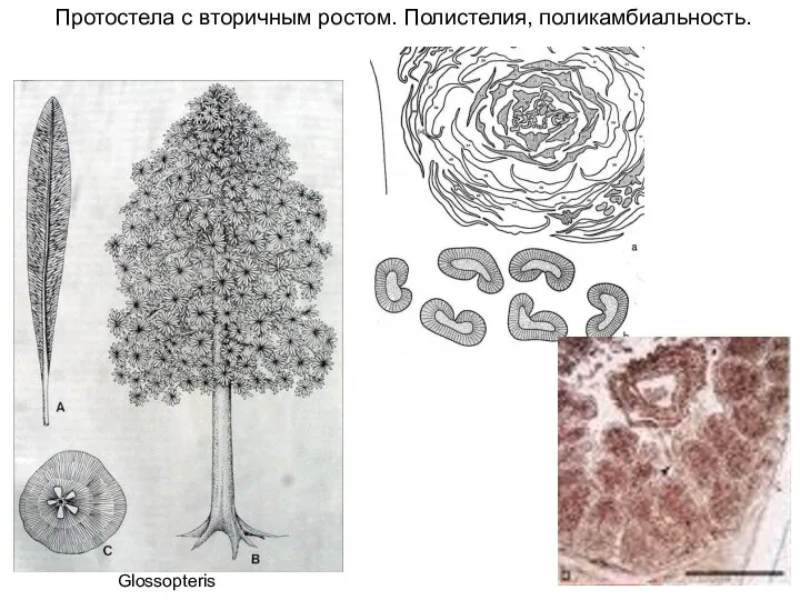 Glossopteris Протостела с вторичным ростом. Полистелия, поликамбиальность.