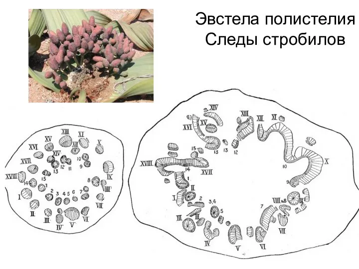 Эвстела полистелия Следы стробилов