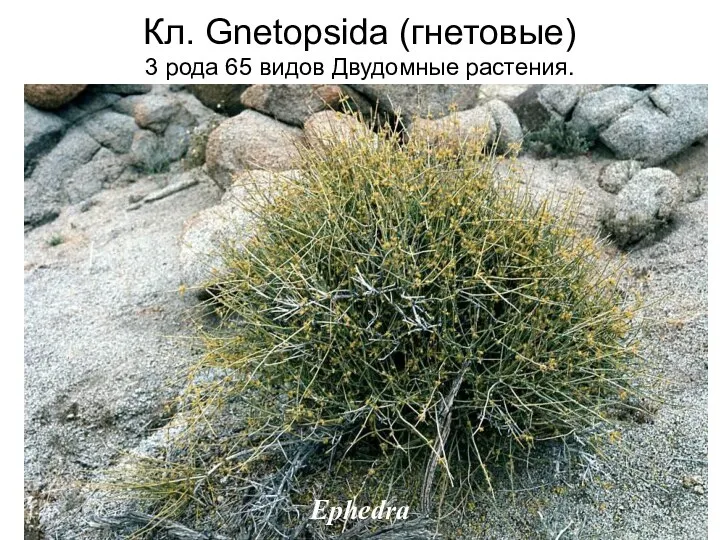 Кл. Gnetopsida (гнетовые) 3 рода 65 видов Двудомные растения. Ephedra