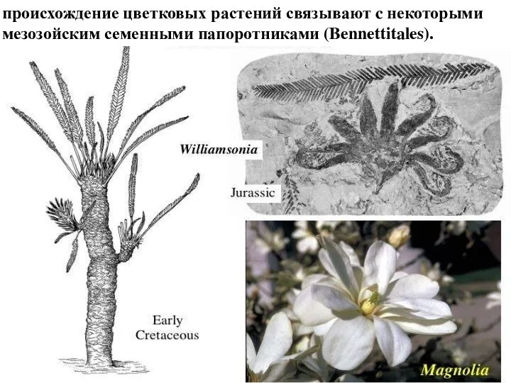 происхождение цветковых растений связывают c некоторыми мезозойским семенными папоротниками (Bennettitales).