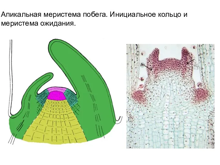 Апикальная меристема побега. Инициальное кольцо и меристема ожидания.