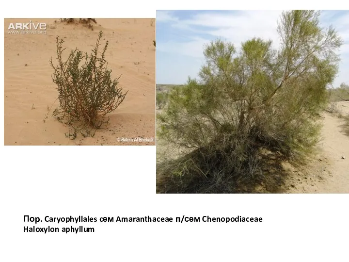 Пор. Caryophyllales cем Amaranthaceae п/сем Chenopodiaceae Haloxylon aphyllum