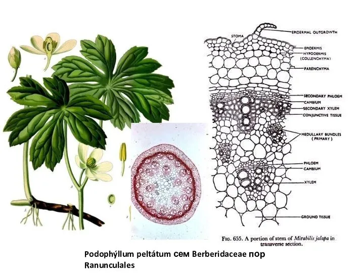 Podophýllum peltátum сем Berberidaceae пор Ranunculales