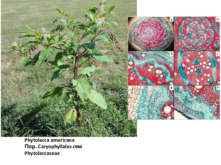 Phytolacca americana Пор. Caryophyllales cем Phytolaccaceae