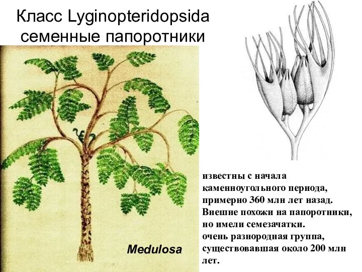 Medullosa Класс Lyginopteridopsida семенные папоротники Medulosa известны с начала каменноугольного периода, примерно