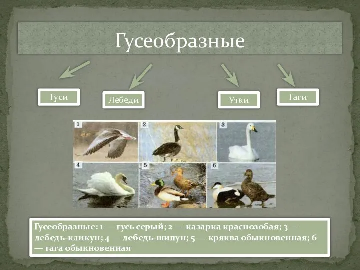 Гусеобразные Гуси Лебеди Утки Гаги Гусеобразные: 1 — гусь серый; 2 —