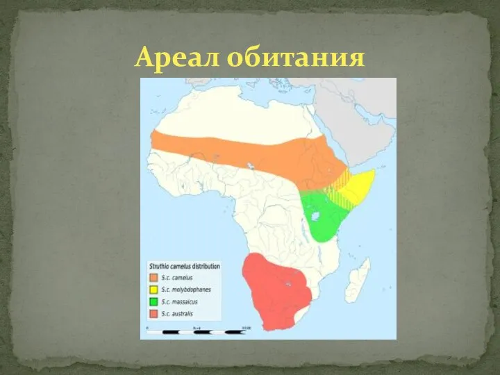Ареал обитания