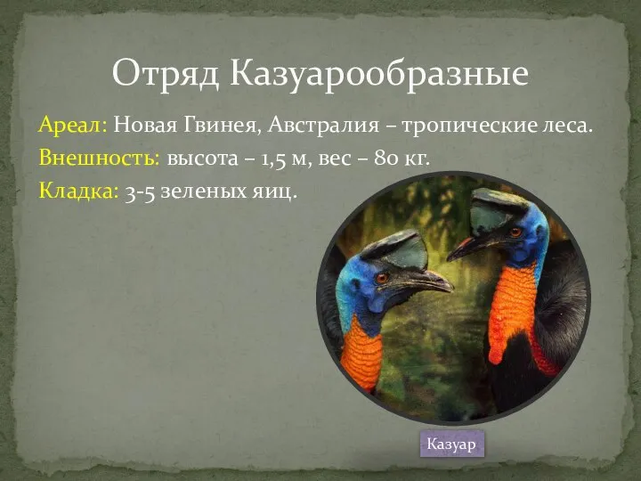 Ареал: Новая Гвинея, Австралия – тропические леса. Внешность: высота – 1,5 м,