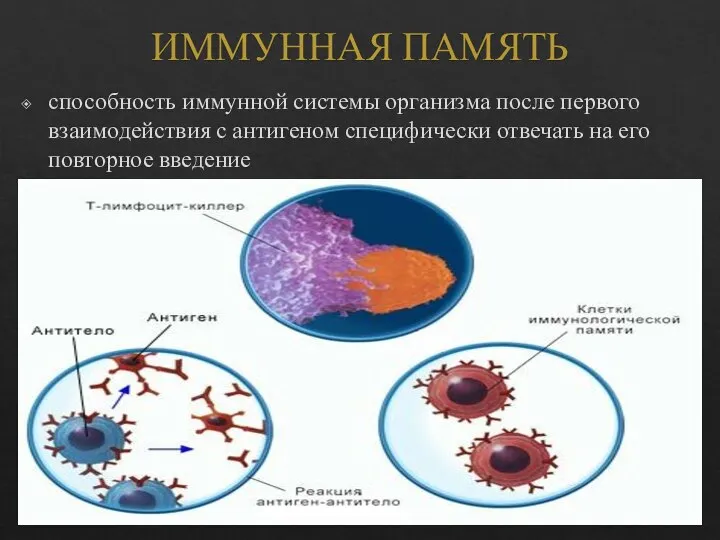 ИММУННАЯ ПАМЯТЬ способность иммунной системы организма после первого взаимодействия с антигеном специфически