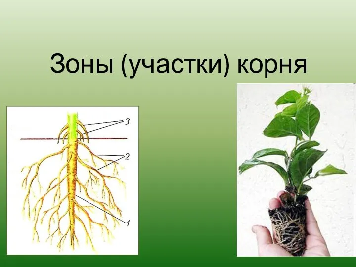 Зоны (участки) корня