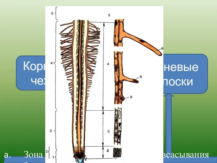 Корень Корневой чехлик Корневые волоски Зона деления Зона растяжения Зона всасывания Зона проведения
