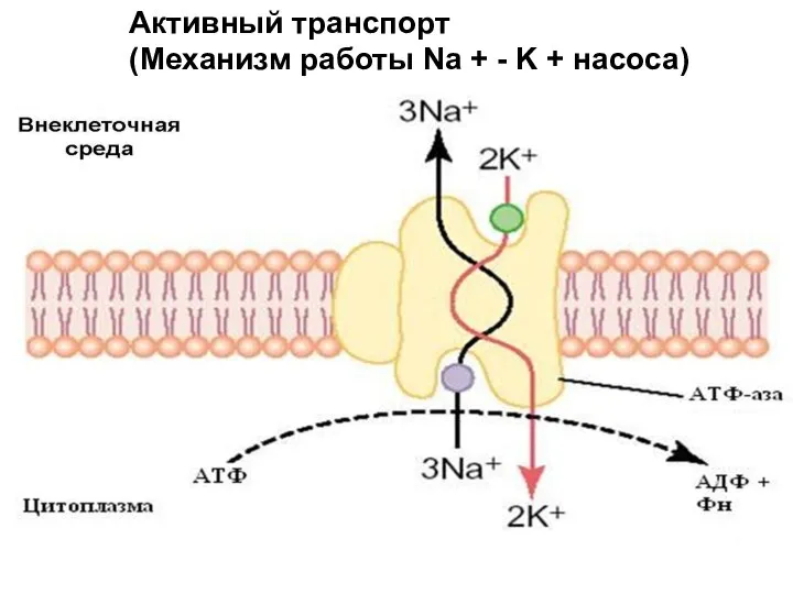 Активный транспорт (Механизм работы Na + - K + насоса)