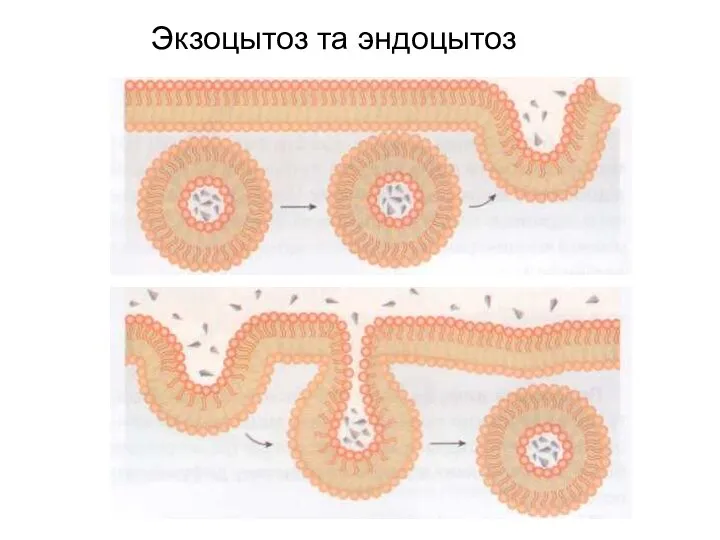 Экзоцытоз та эндоцытоз