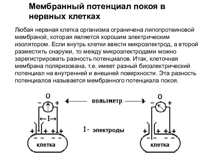 Любая нервная клетка организма ограничена липопротеиновой мембраной, которая является хорошим электрическим изолятором.