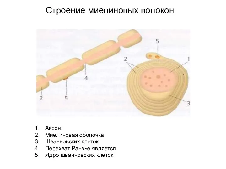 Аксон Миелиновая оболочка Шванновских клеток Перехват Ранвье является Ядро шванновских клеток Строение миелиновых волокон