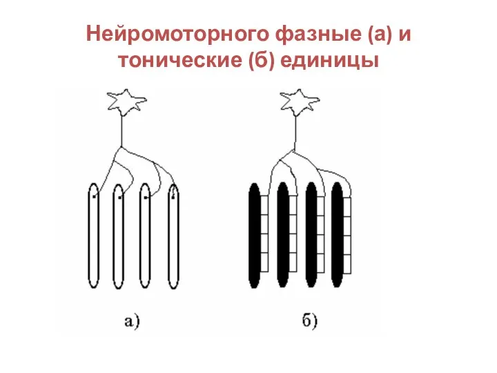 Нейромоторного фазные (а) и тонические (б) единицы