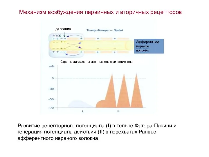 Механизм возбуждения первичных и вторичных рецепторов Развитие рецепторного потенциала (I) в тельце