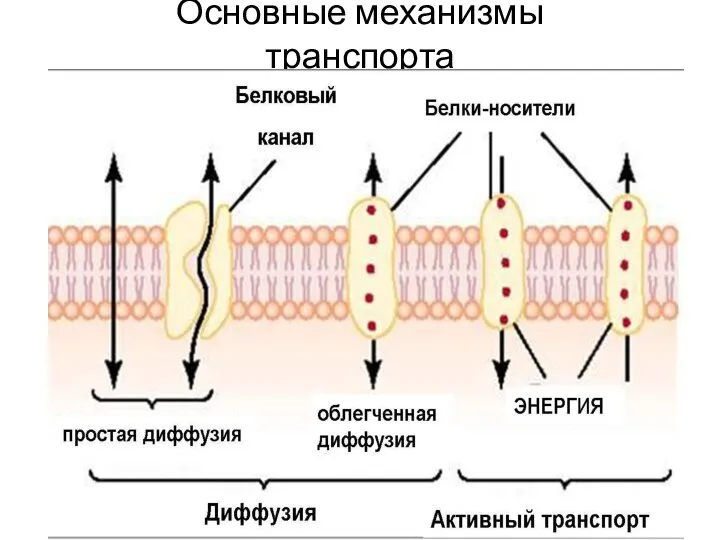 Основные механизмы транспорта