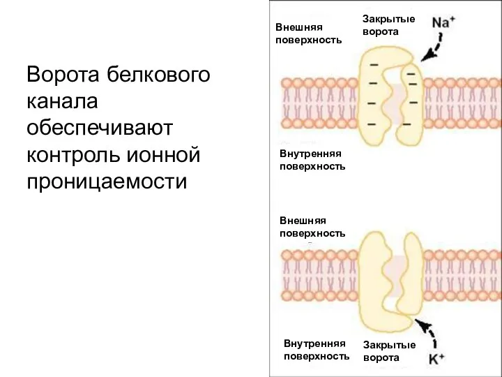 Ворота белкового канала обеспечивают контроль ионной проницаемости