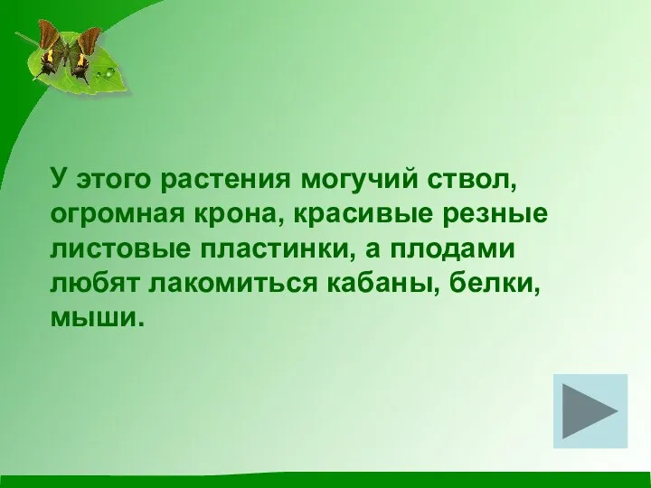 У этого растения могучий ствол, огромная крона, красивые резные листовые пластинки, а