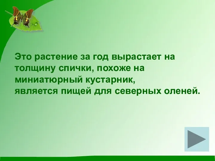 Это растение за год вырастает на толщину спички, похоже на миниатюрный кустарник,