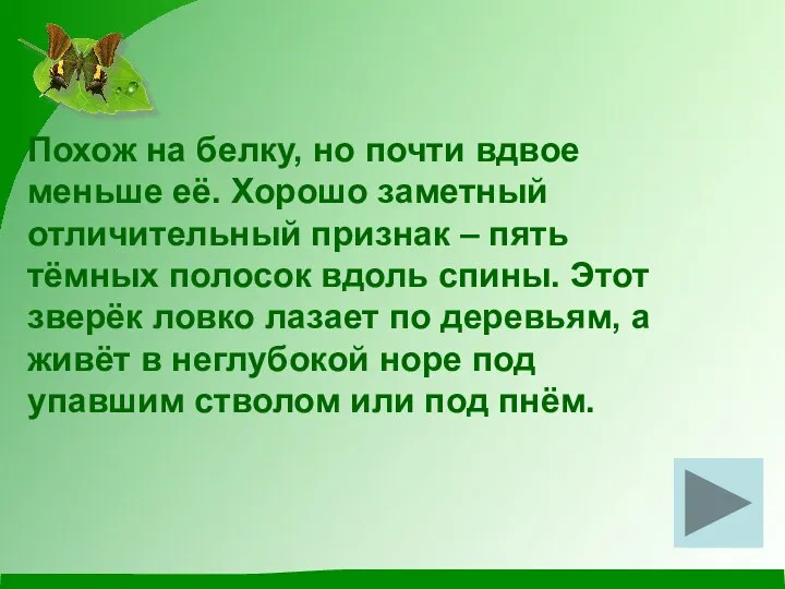 Похож на белку, но почти вдвое меньше её. Хорошо заметный отличительный признак