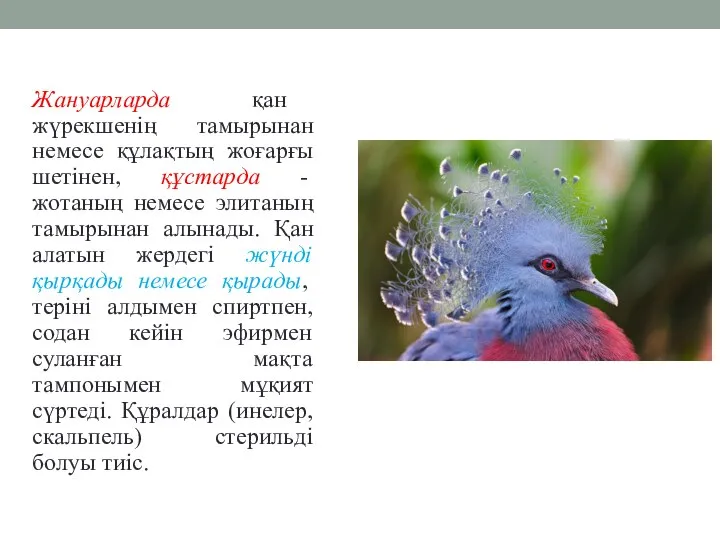 Жануарларда қан жүрекшенің тамырынан немесе құлақтың жоғарғы шетінен, құстарда - жотаның немесе