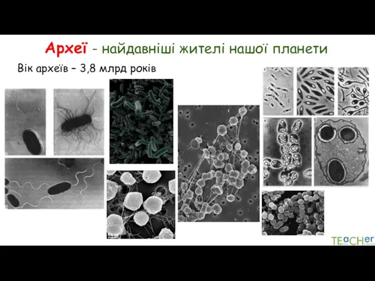 Археї - найдавніші жителі нашої планети Вік археїв – 3,8 млрд років