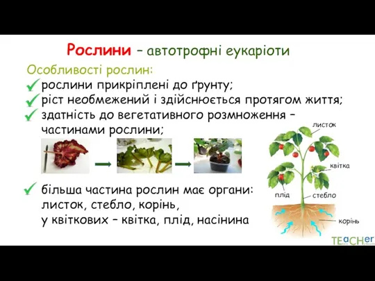 Рослини – автотрофні еукаріоти Особливості рослин: рослини прикріплені до ґрунту; ріст необмежений