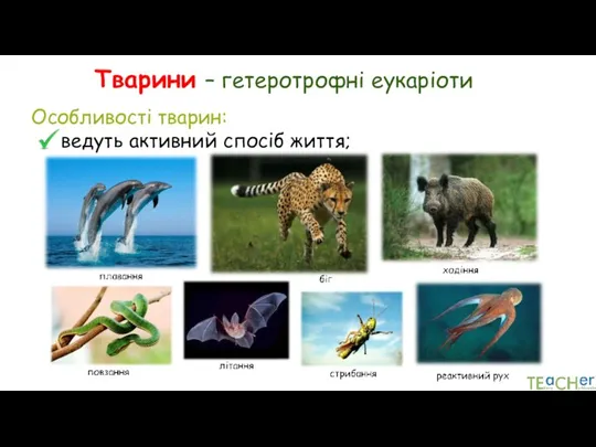 Тварини – гетеротрофні еукаріоти Особливості тварин: ведуть активний спосіб життя;