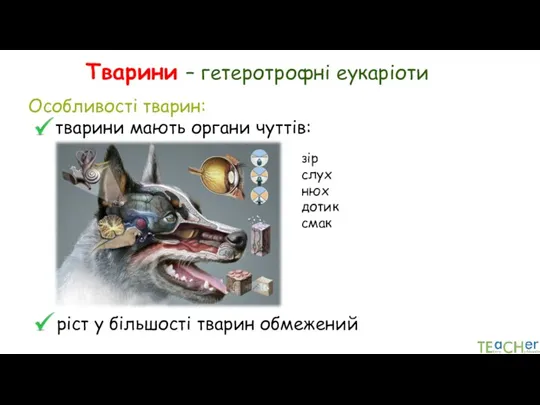 Тварини – гетеротрофні еукаріоти Особливості тварин: тварини мають органи чуттів: ріст у