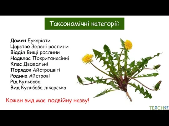 Таксономічні категорії: Домен Еукаріоти Царство Зелені рослини Відділ Вищі рослини Надклас Покритонасінні